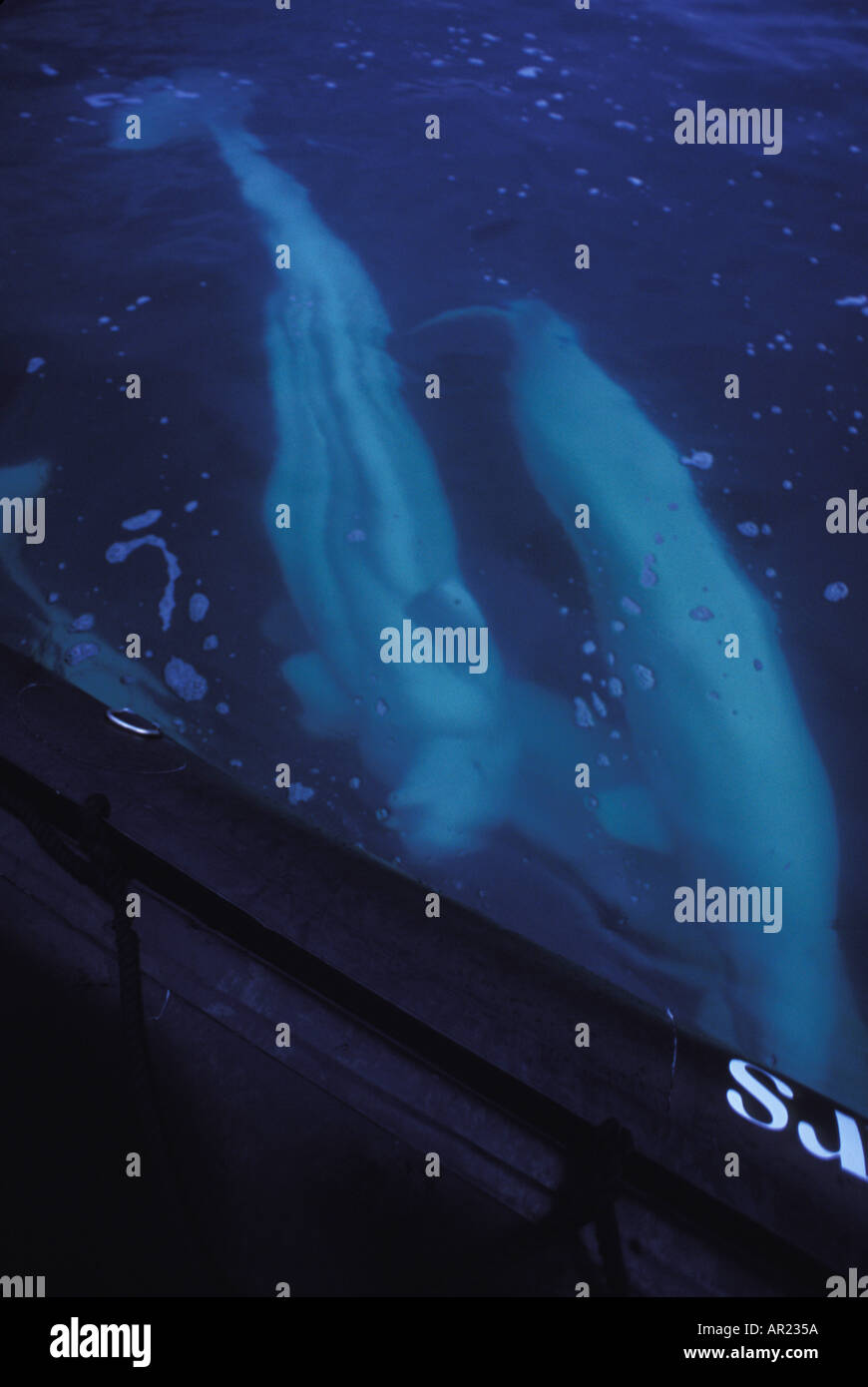 Belugas oder weißen Walen Delphinapterus Leucas diskontinuierliche Zirkumpolare Churchill Nordkanada Stockfoto