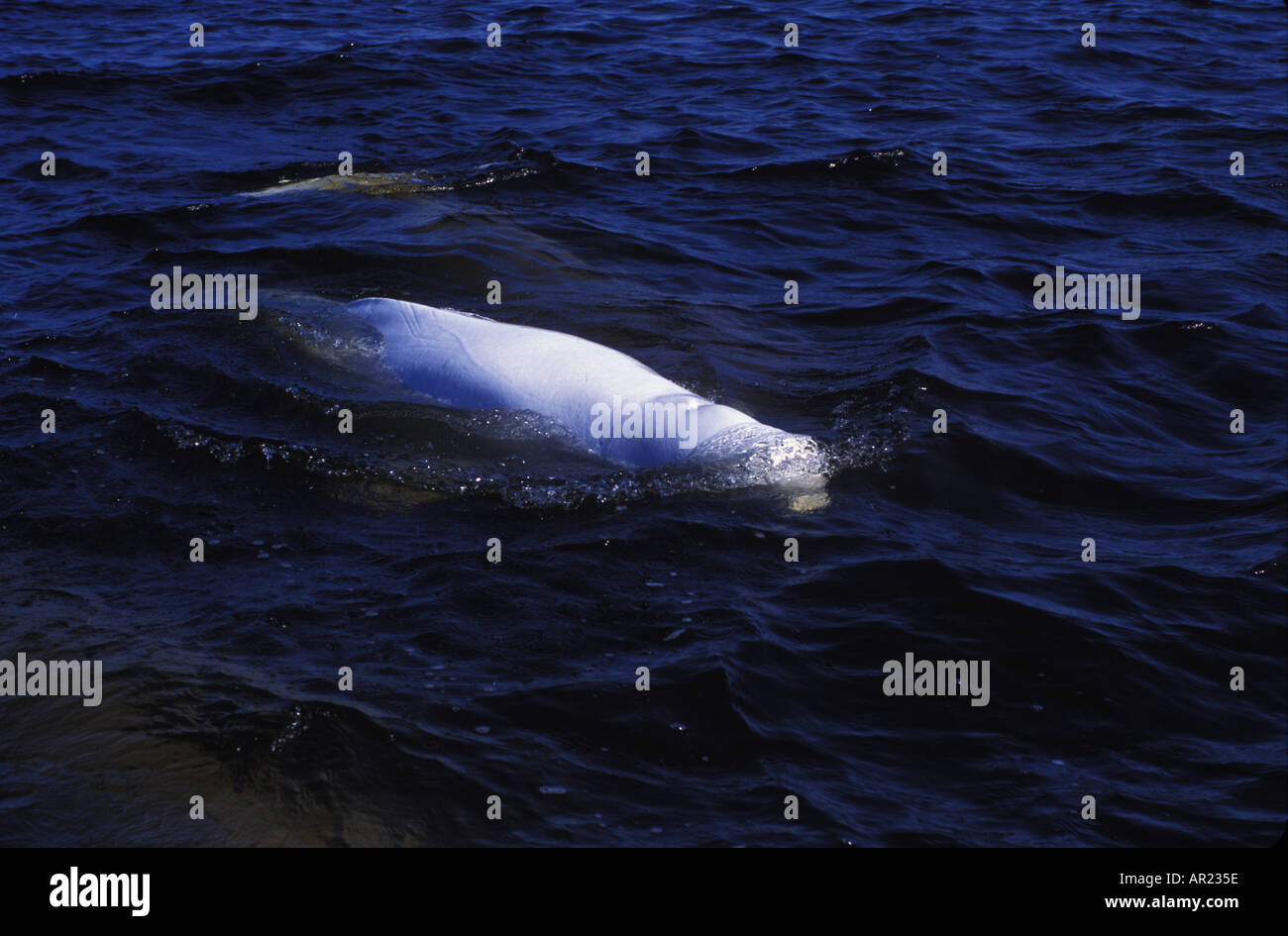 Belugas oder weißen Walen Delphinapterus Leucas diskontinuierliche Zirkumpolare Churchill Nordkanada Stockfoto