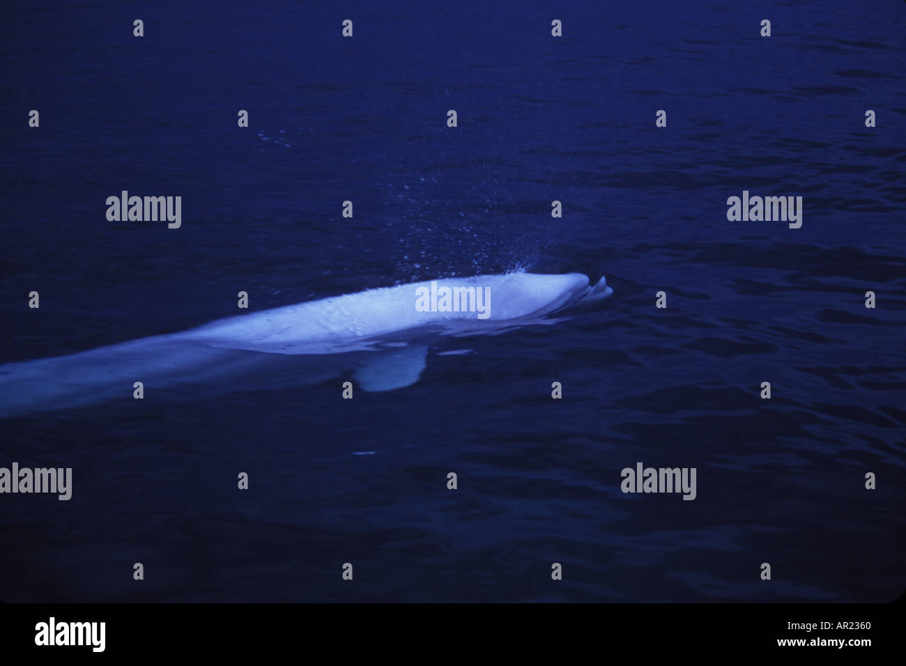 Belugas oder weißen Walen Delphinapterus Leucas diskontinuierliche Zirkumpolare Churchill Nordkanada Stockfoto