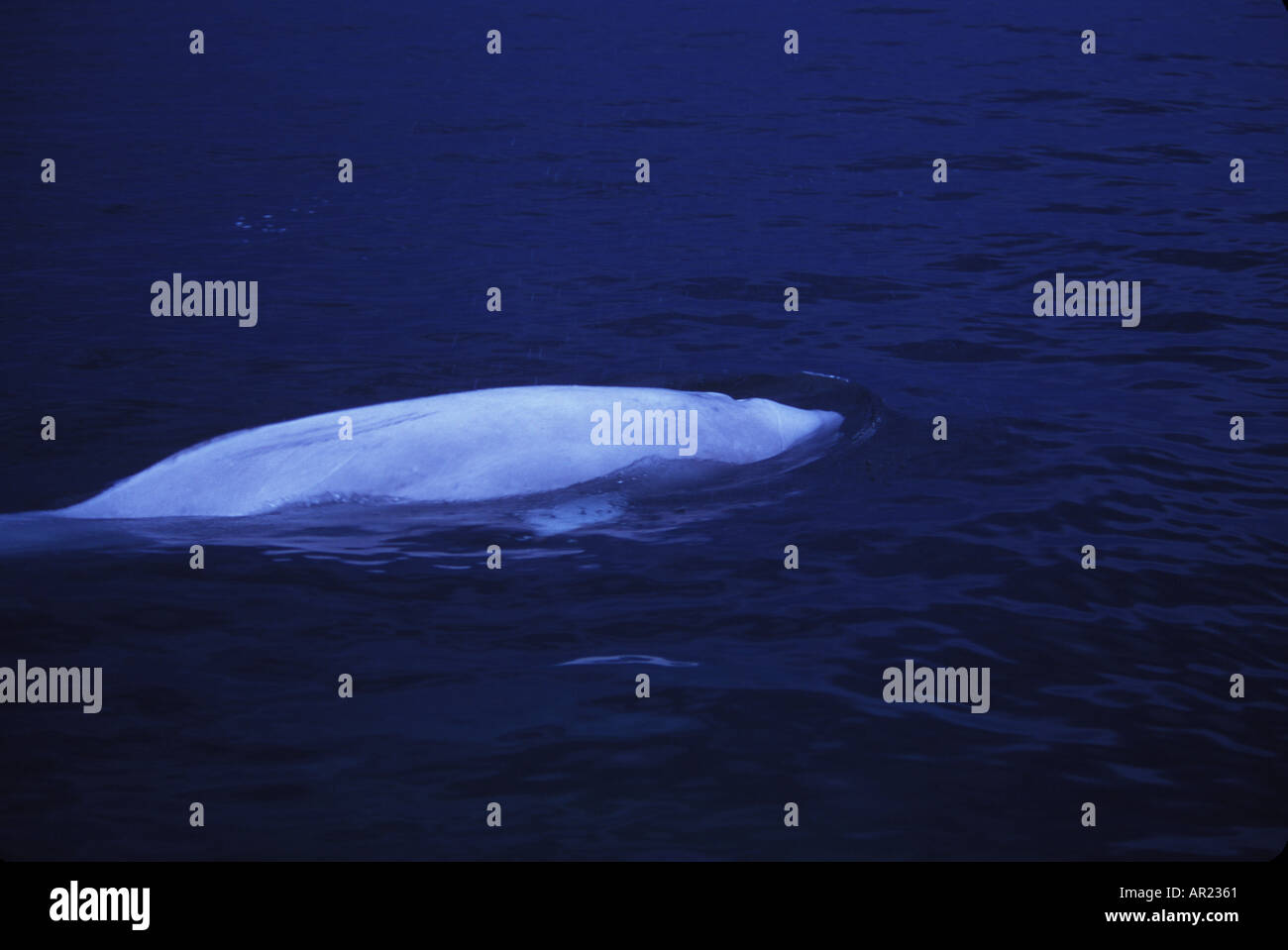 Belugas oder weißen Walen Delphinapterus Leucas diskontinuierliche Zirkumpolare Churchill Nordkanada Stockfoto