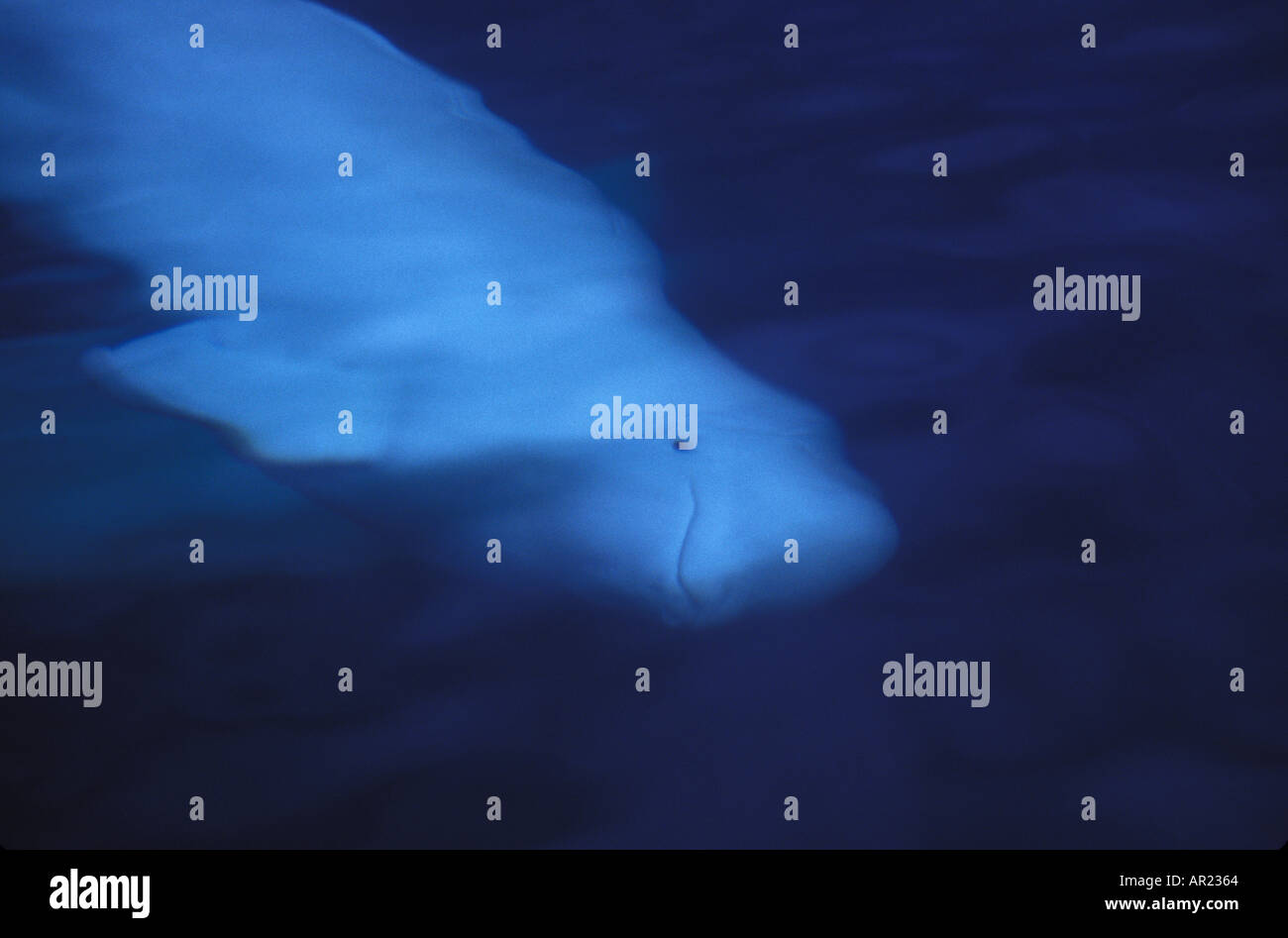 Belugas oder weißen Walen Delphinapterus Leucas diskontinuierliche Zirkumpolare Churchill Nordkanada Stockfoto