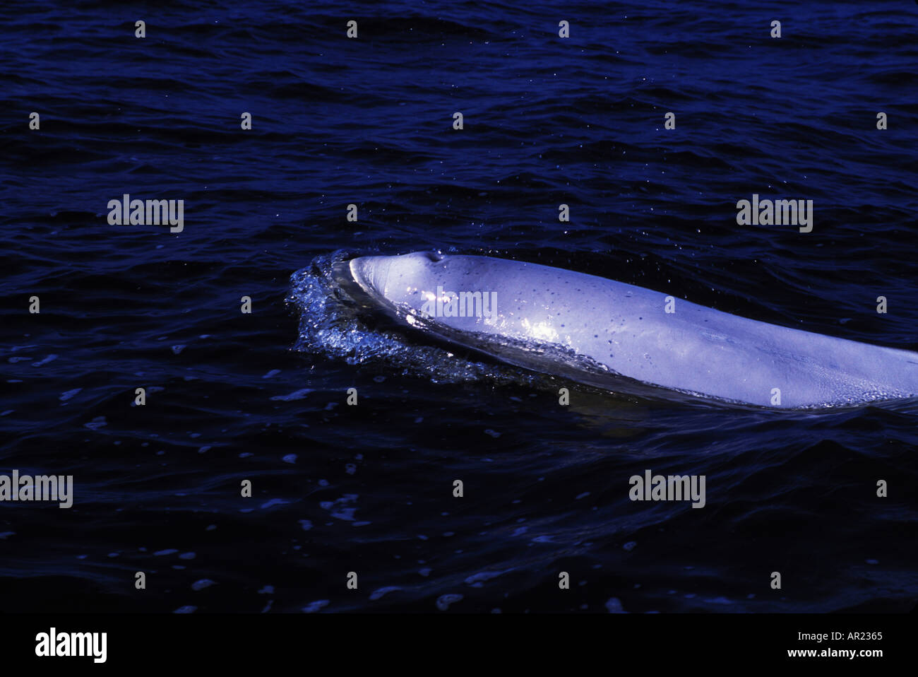 Belugas oder weißen Walen Delphinapterus Leucas diskontinuierliche Zirkumpolare Churchill Nordkanada Stockfoto