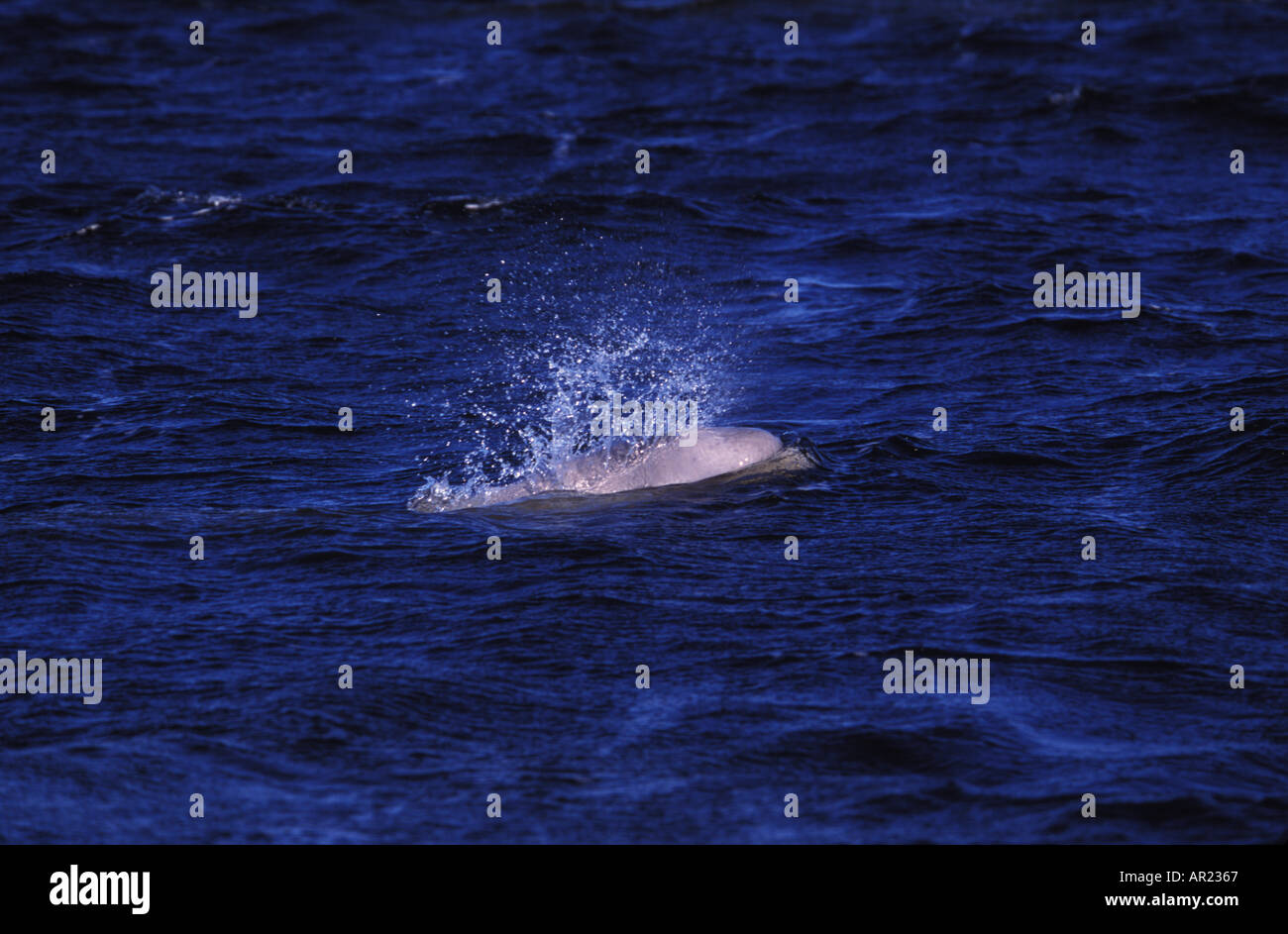 Belugas oder weißen Walen Delphinapterus Leucas diskontinuierliche Zirkumpolare Churchill nördlichen Kanada Kalb Stockfoto