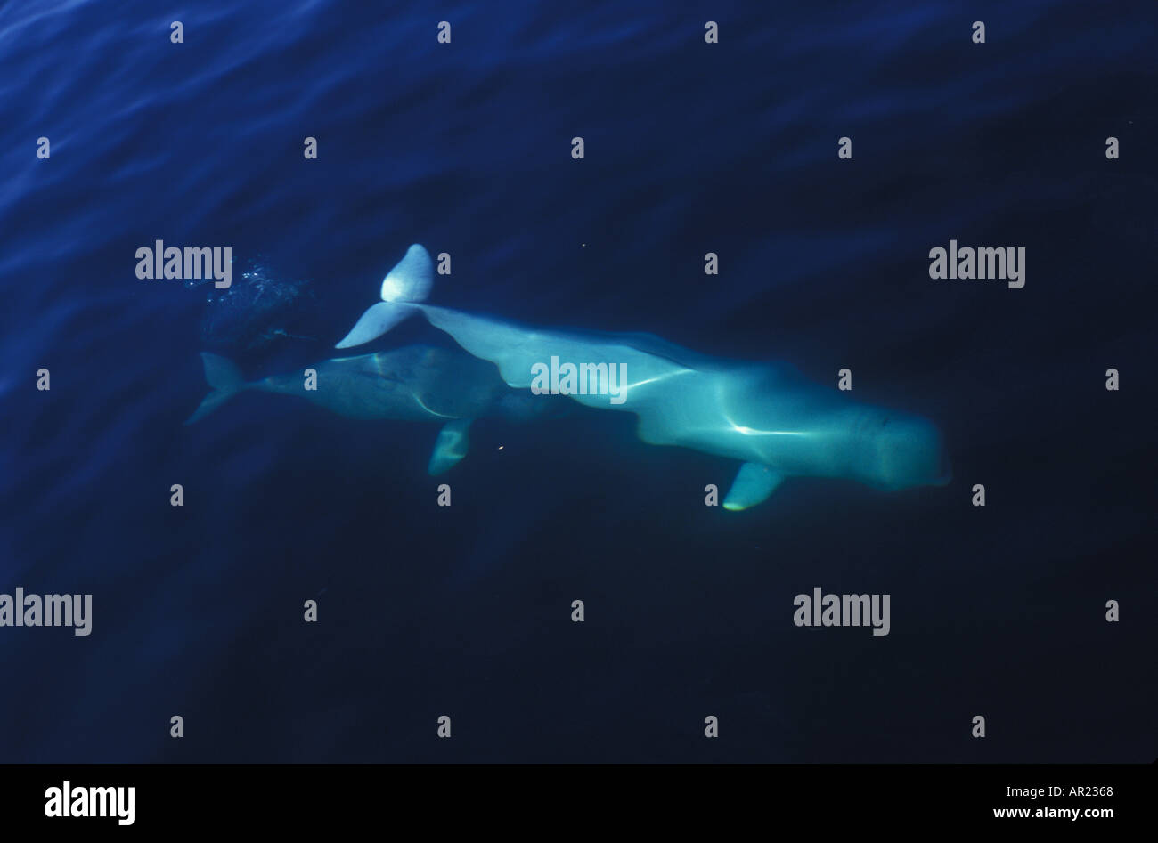 Belugas oder weißen Walen Delphinapterus Leucas diskontinuierliche Zirkumpolare Churchill Nordkanada Stockfoto