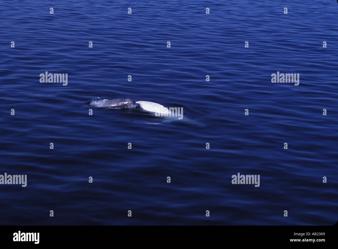 Belugas oder weißen Walen Delphinapterus Leucas diskontinuierliche Zirkumpolare Churchill Nordkanada Mutter und Kalb Stockfoto