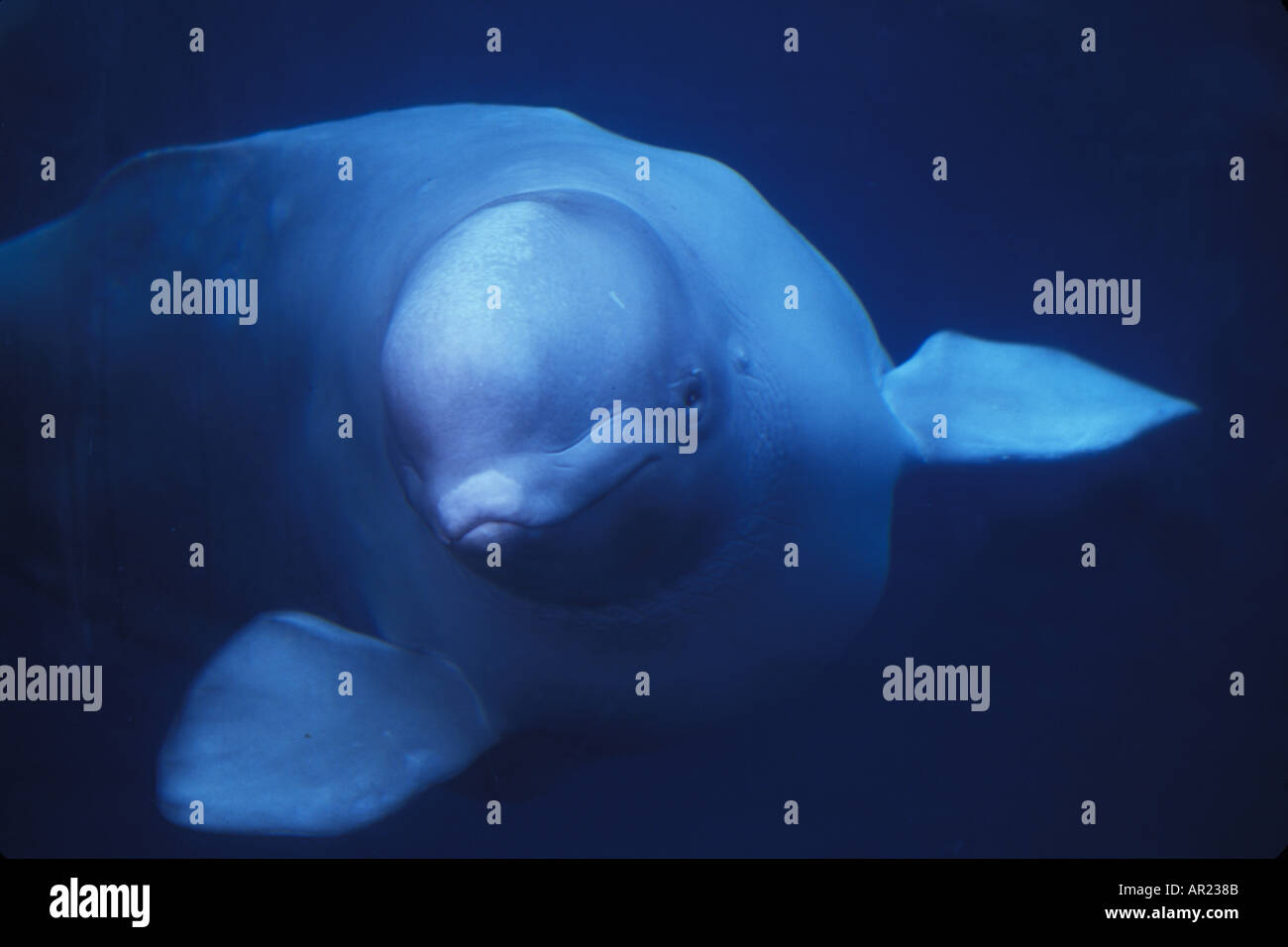 Belugas oder weißen Walen Delphinapterus Leucas diskontinuierliche Zirkumpolare Stockfoto