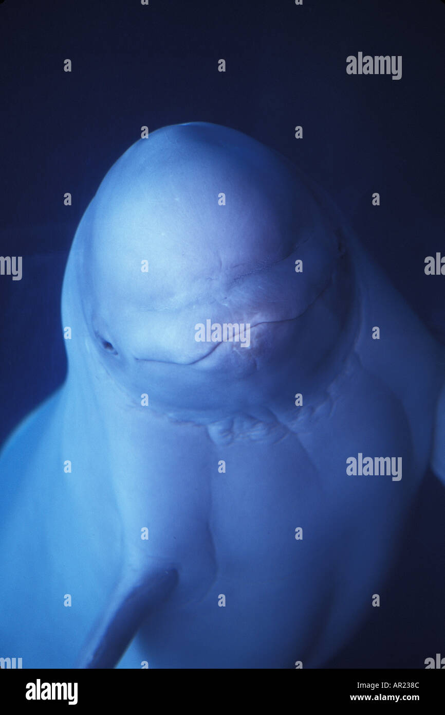 Belugas oder weißen Walen Delphinapterus Leucas diskontinuierliche Zirkumpolare Stockfoto