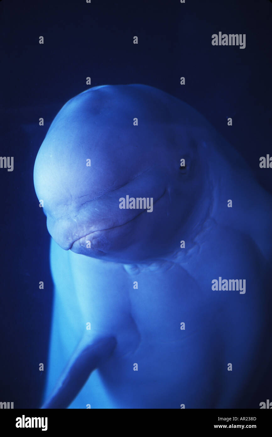 Belugas oder weißen Walen Delphinapterus Leucas diskontinuierliche Zirkumpolare Stockfoto