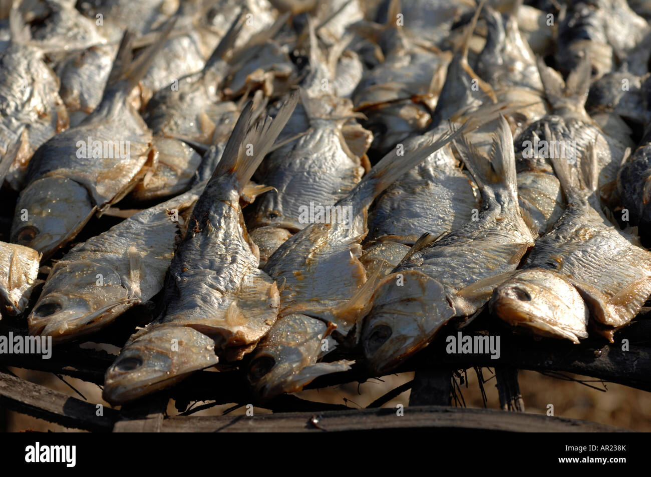 Fisch gesalzen und trocknen in der Sonne, Tanji, Gambia, Westafrika Stockfoto