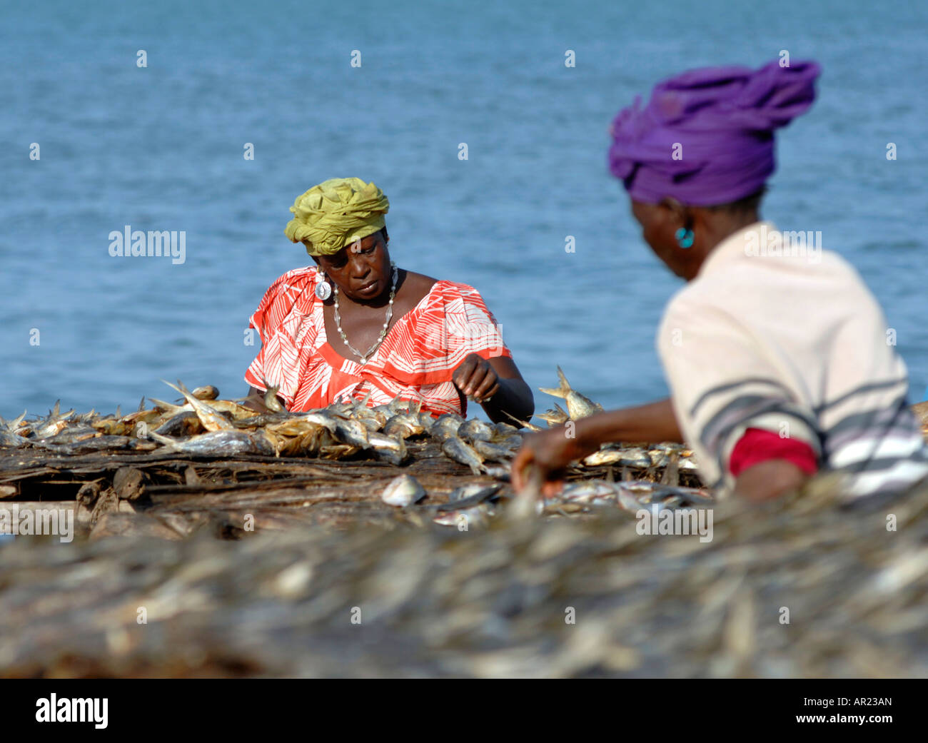 Fisch gesalzen und trocknen in der Sonne wird sortiert nach Frauen, Tanji, Gambia, Westafrika Stockfoto