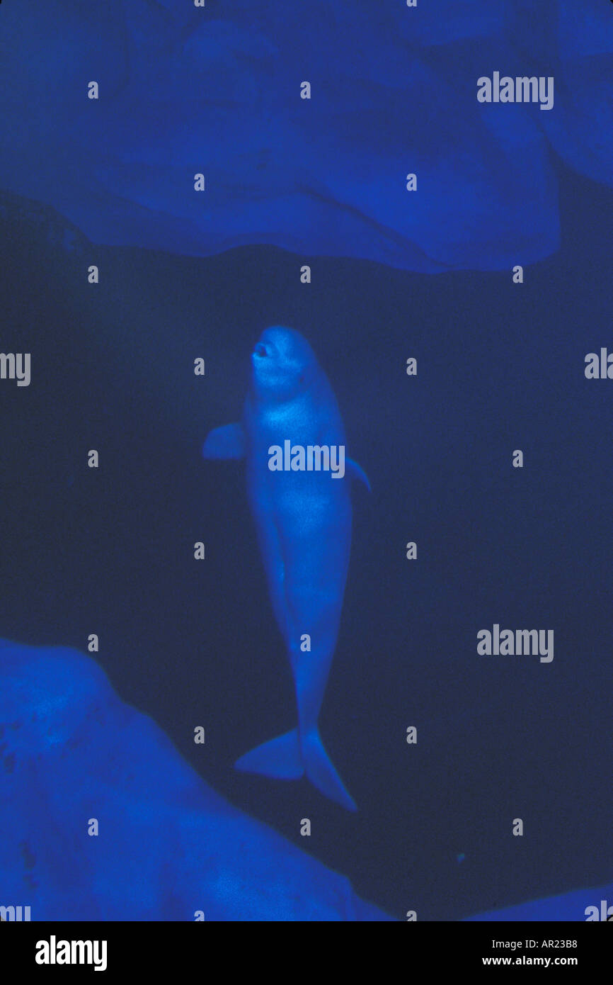 Beluga oder weißen Walen Delphinapterus Leucas Metallgebiss Meer Kanarische Hudson Bay Arktis nördlichen Kanada unter Wasser gefangen Stockfoto