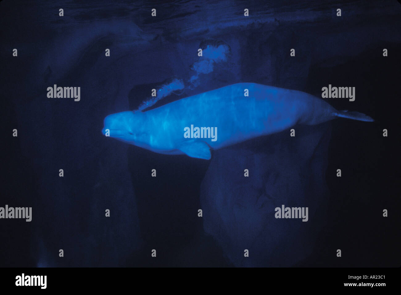 BELUGA Wal Meer Kanarische Delphinapterus leucas Stockfoto