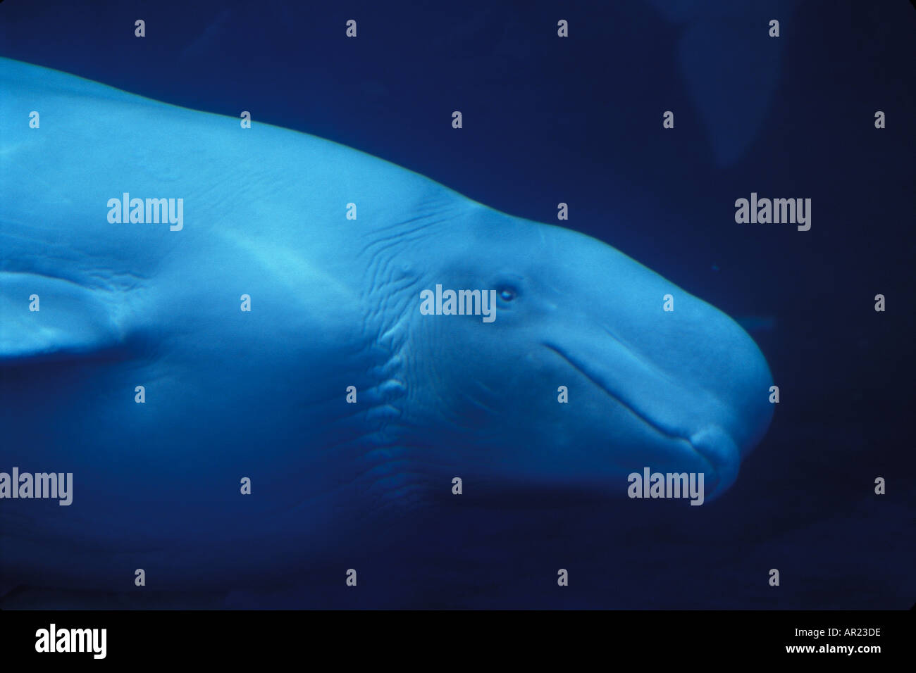 Beluga oder weißen Walen Delphinapterus Leucas Metallgebiss Meer Kanarische Hudson Bay Arktis nördlichen Kanada unter Wasser gefangen Stockfoto