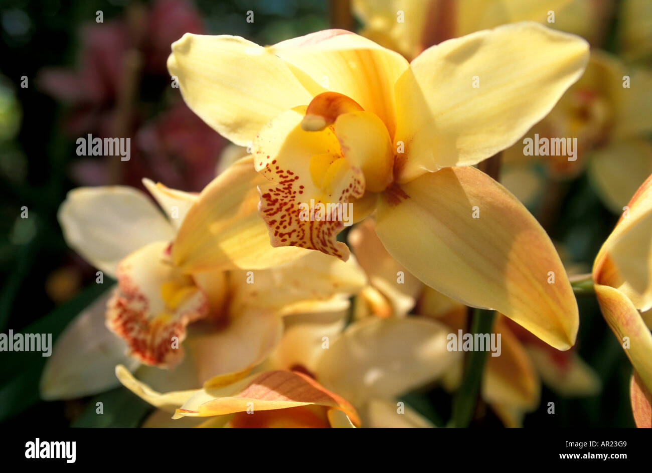 Orchidee, Quinta da Boa Vista, Funchal, Madeira, Portugal Stockfoto