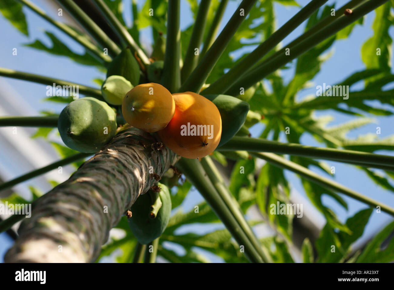 Papaya-Pflanze [Carica Papaya] mit Obstbau im Gewächshaus Hintergrund [blauer Himmel] Stockfoto