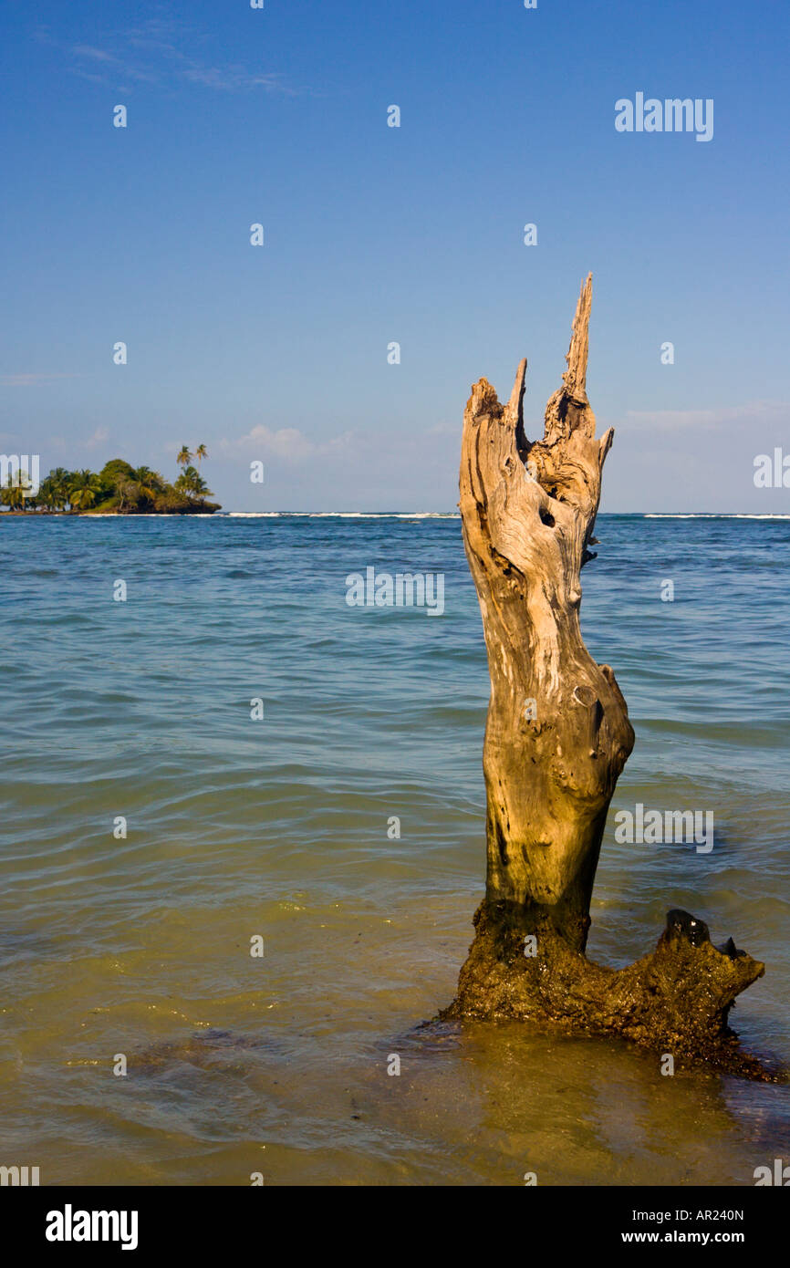 Toter Baum am Strand Careneros Insel Bocas Del Toro Panama Stockfoto