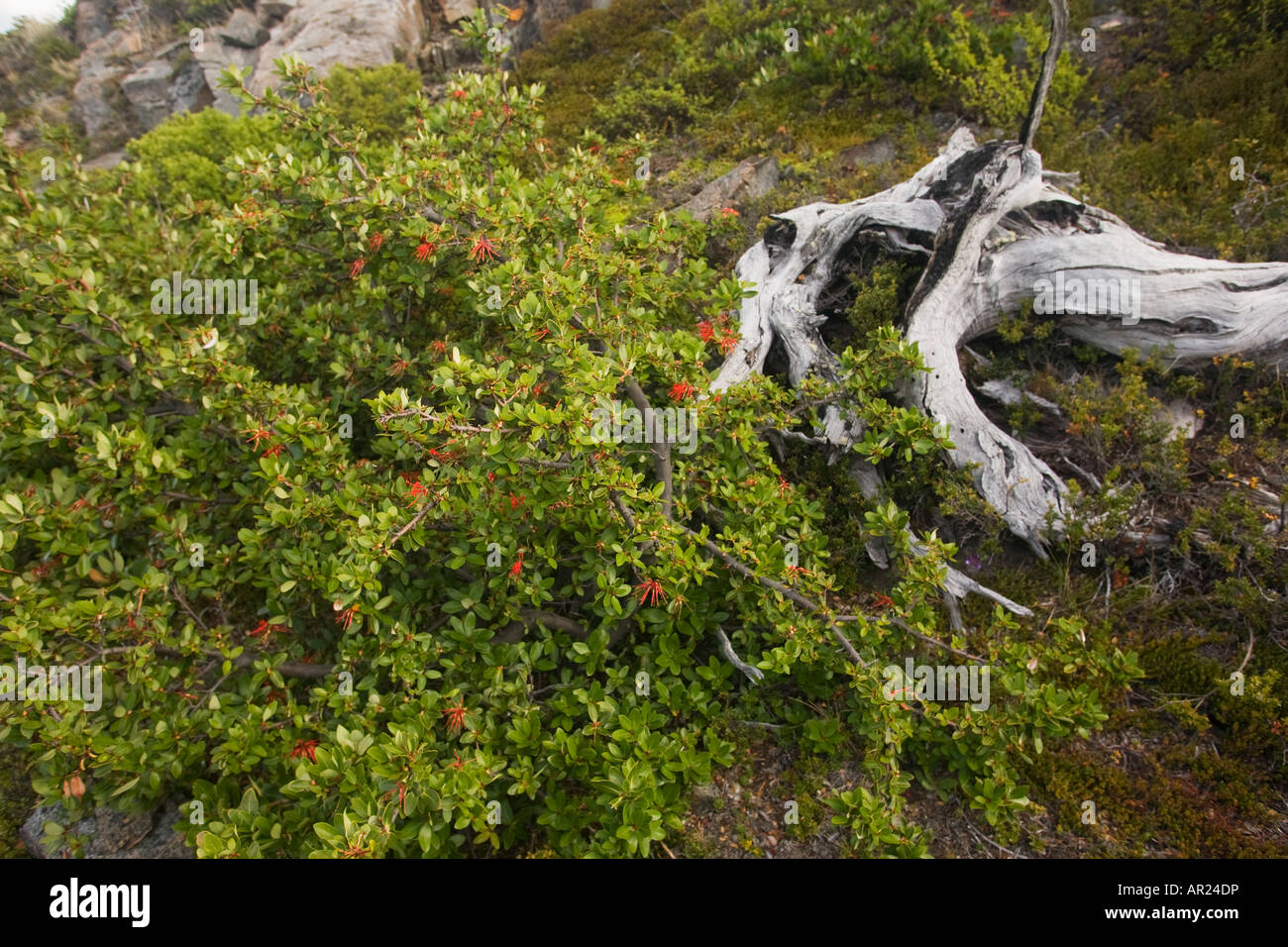 Firebush oder Ciruelillo Embothrium Coccineum, Lago Grey Bereich Torres del Paine Nationalpark-Patagonien Chile Stockfoto