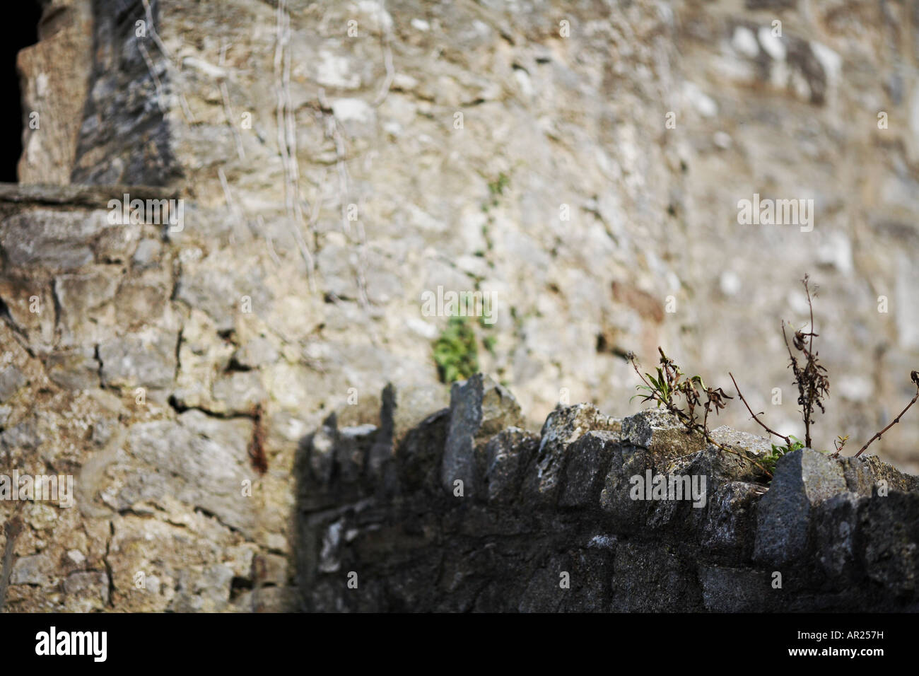 Pflanze wächst auf Cahir Burgmauer in Cahir County Tipperary Republik Irland Europa Stockfoto