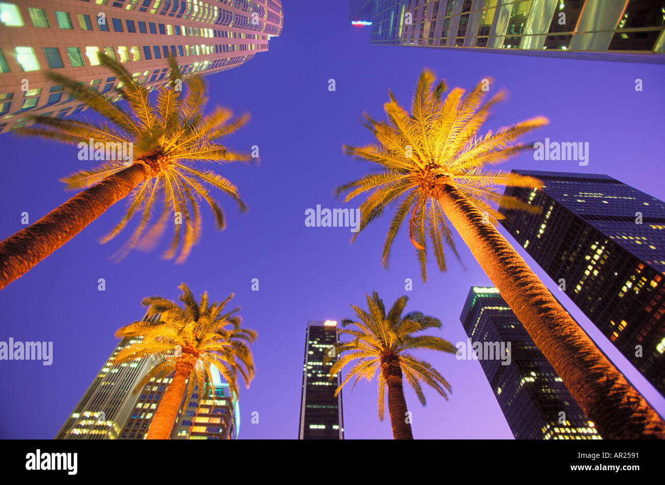 Palmen und hohen Gebäuden in Nacht Downtown Los Angeles Kalifornien USA 3205 039 22 Stockfoto