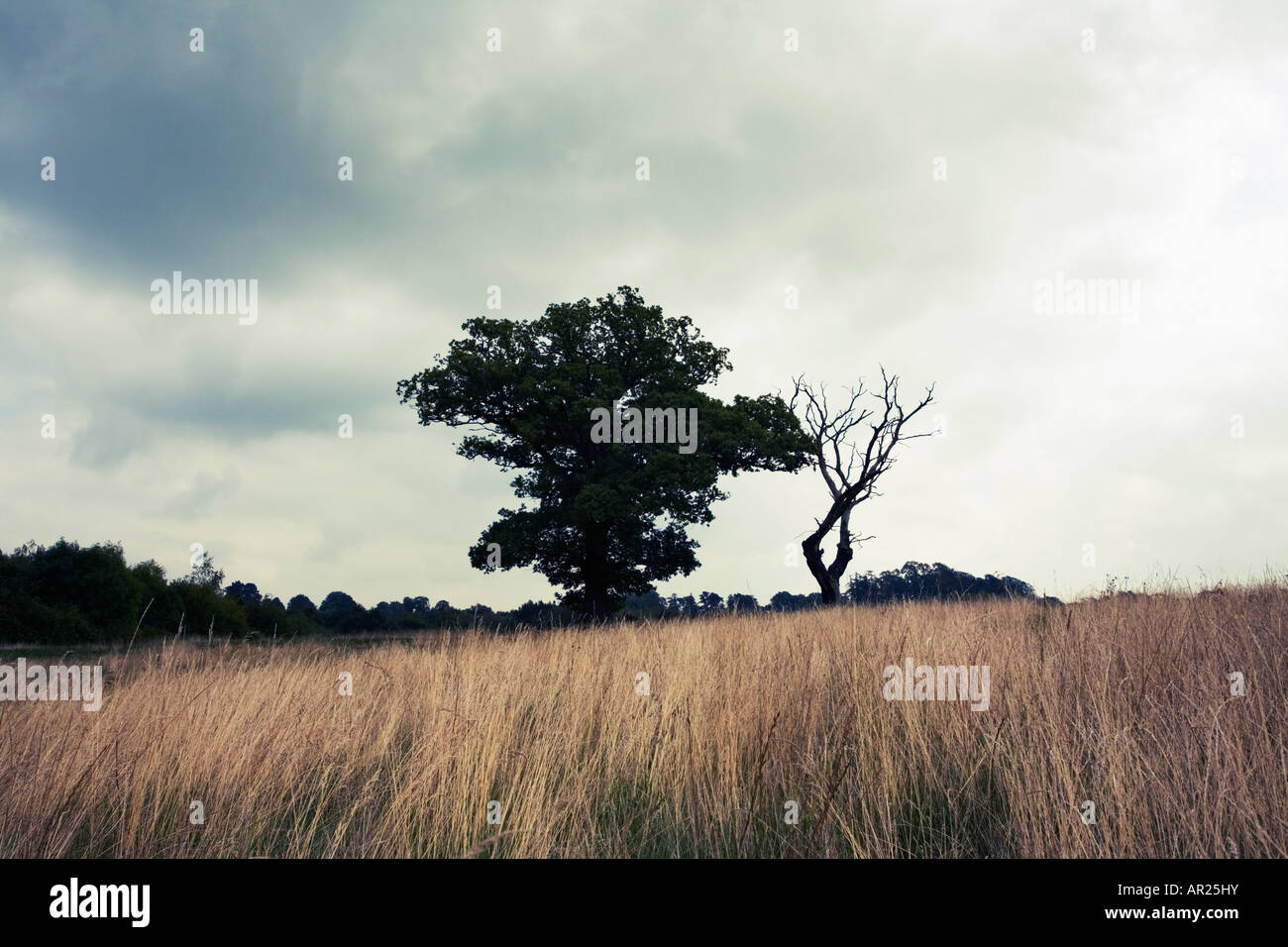 Live Oak Tree und Toten Eiche nebeneinander in ein Feld-England Stockfoto