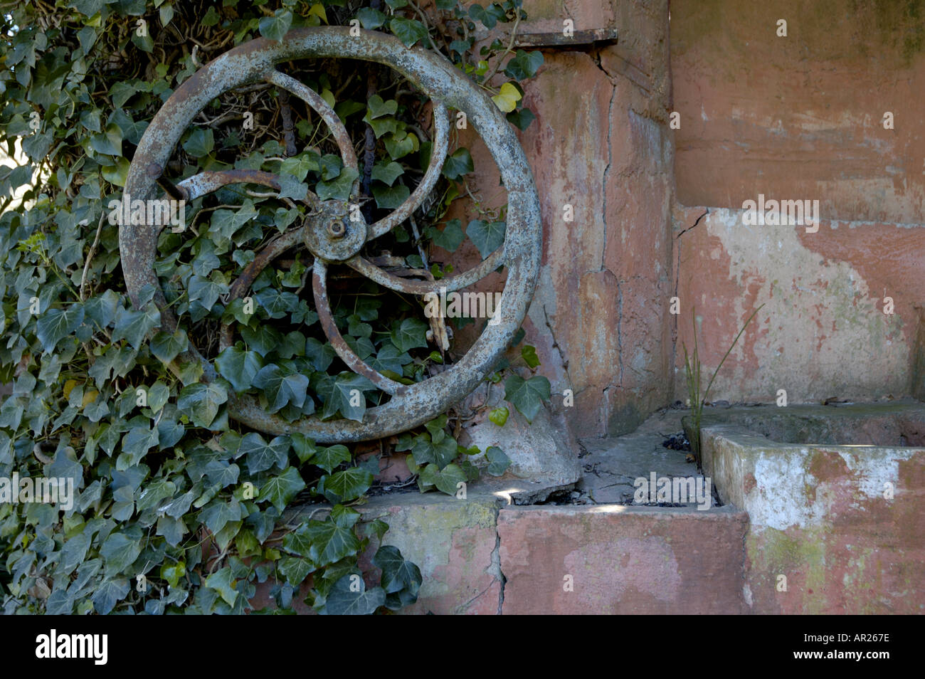 Gut abgedeckt Eisenrad aus einem alten Efeu an einer ockerfarbenen Wand, Provence, Frankreich. Stockfoto