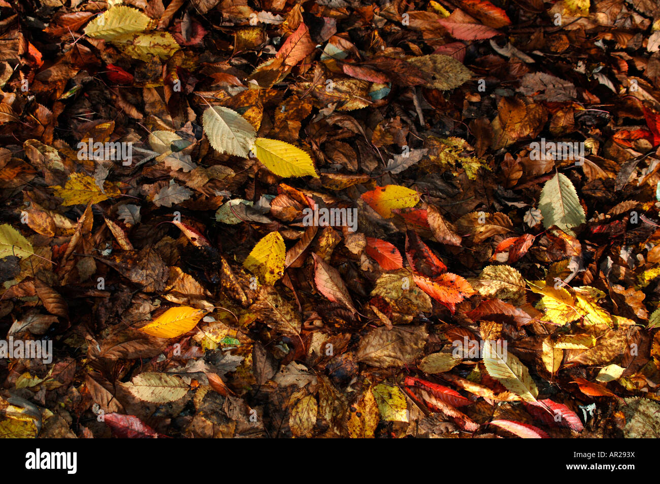 Gefallene Blätter Stockfoto