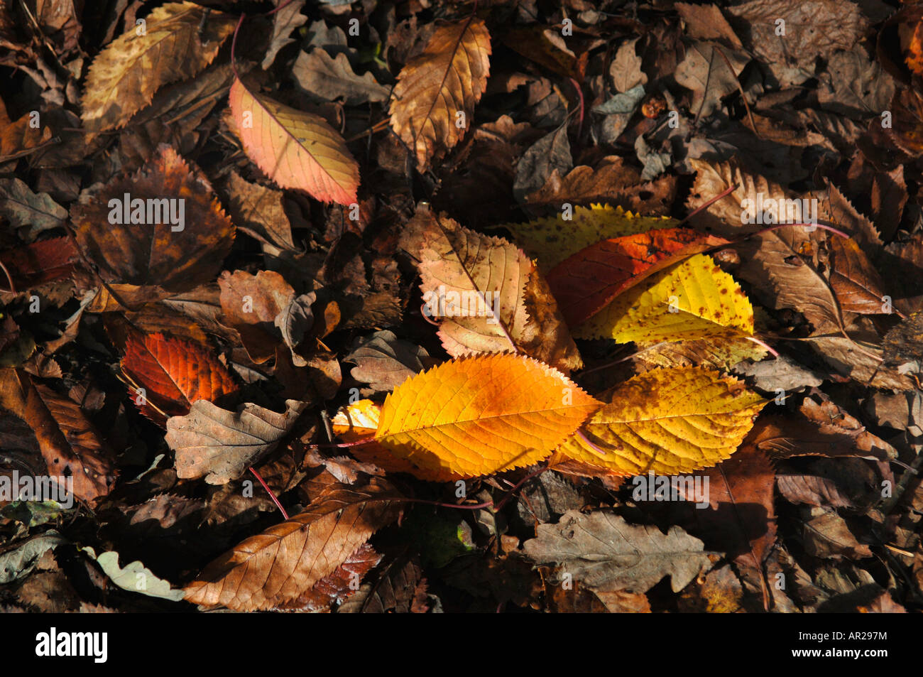 Gefallene Blätter Stockfoto
