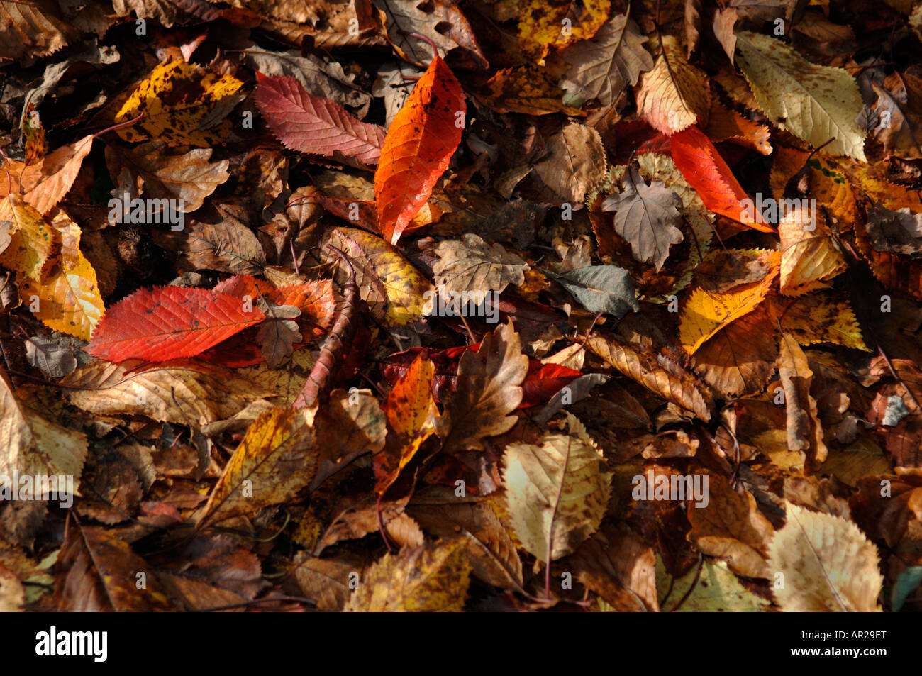 Gefallene Blätter Stockfoto