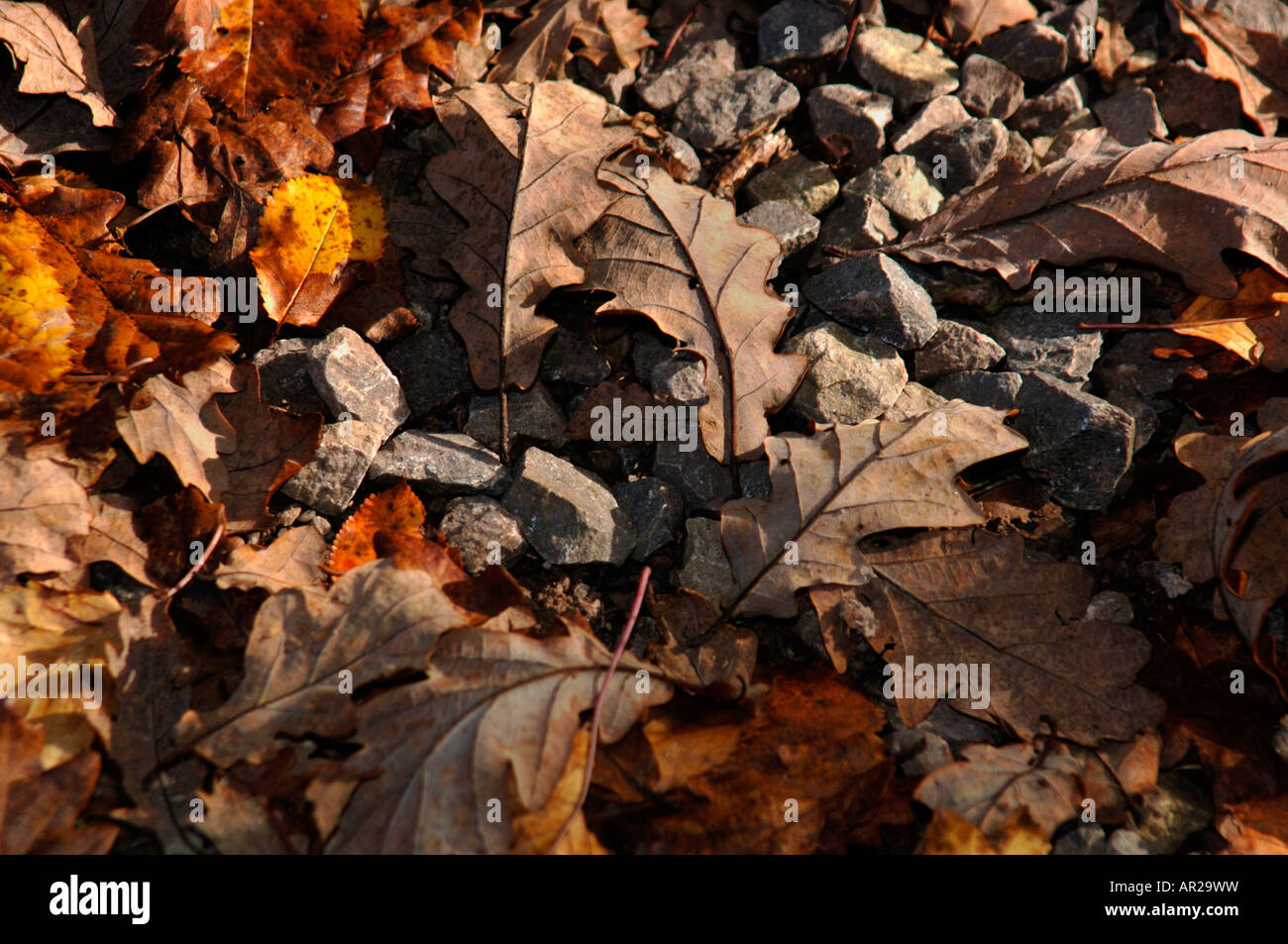 Gefallene Blätter Stockfoto