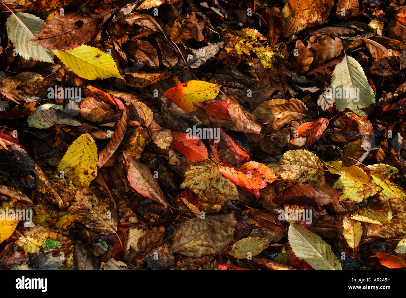 Gefallene Blätter Stockfoto