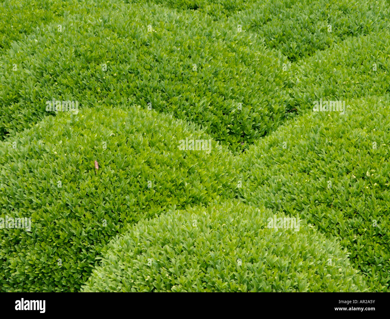 Gemeinsame Buchsbaum (buxus sempervirens) Stockfoto