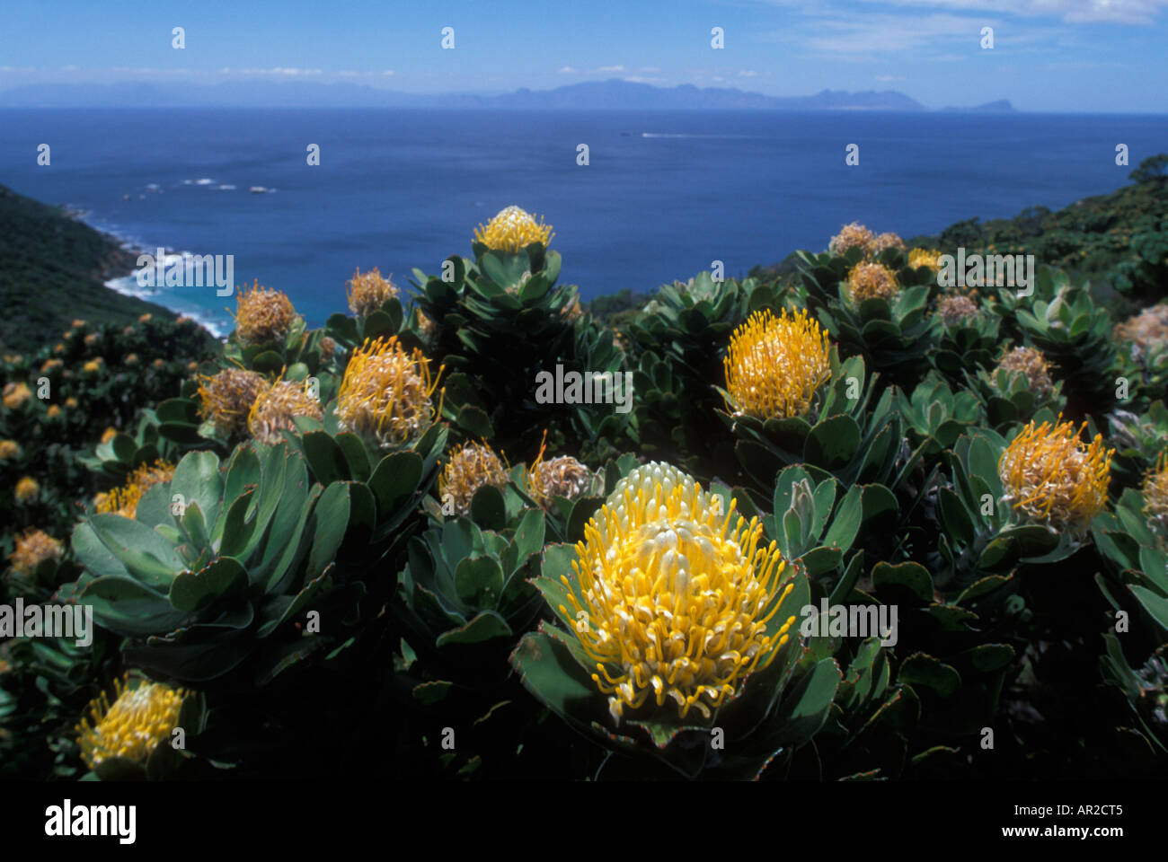 Südafrika Table Mountain National Park Green Baum Nadelkissen Blume Familie Leucospermum in der Nähe von Kap der guten Hoffnung Stockfoto