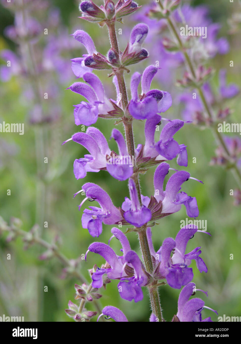 Salvia grandiflora Fotos und Bildmaterial in hoher Auflösung Alamy
