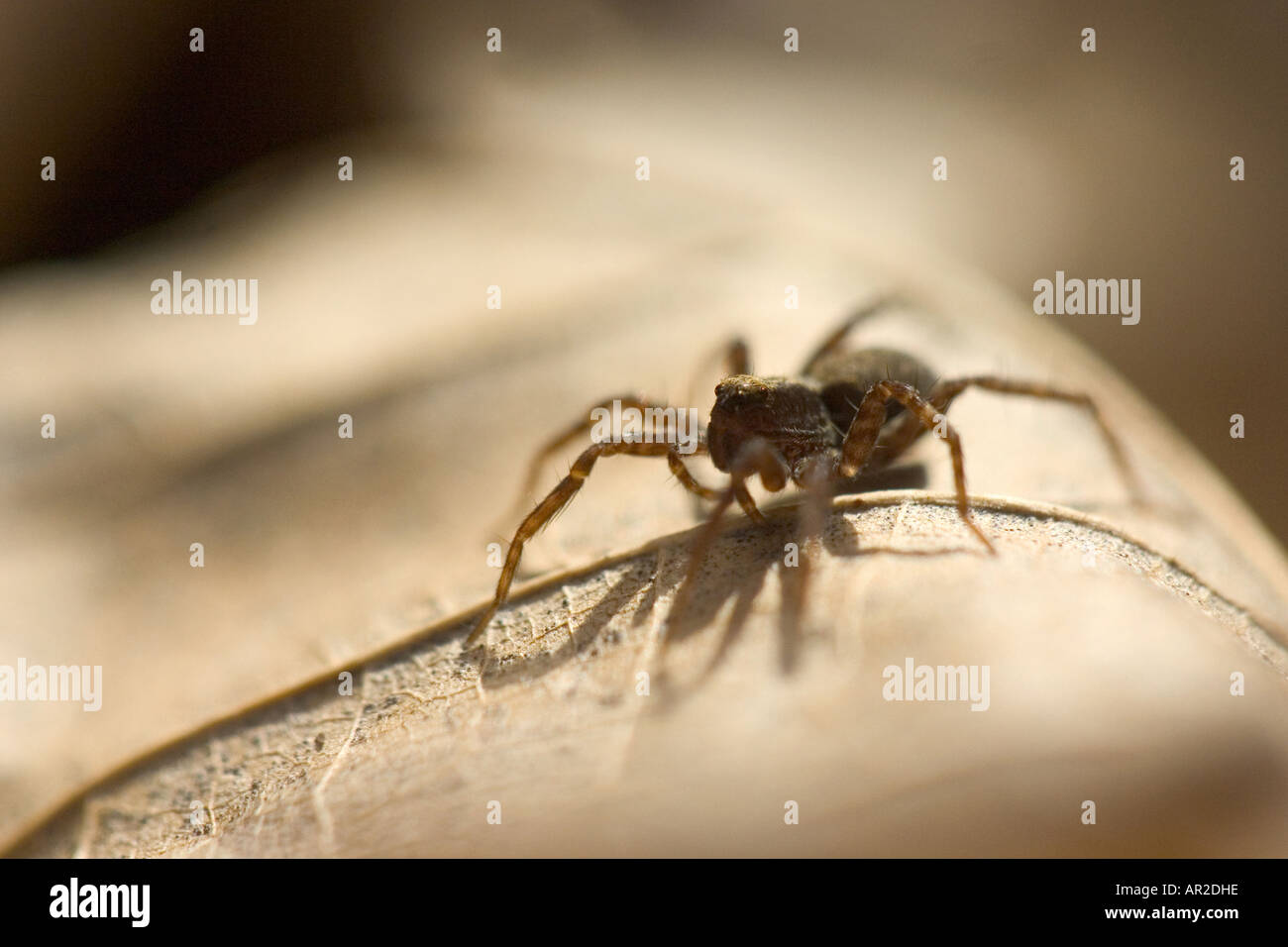 Wolfspinne Stockfoto
