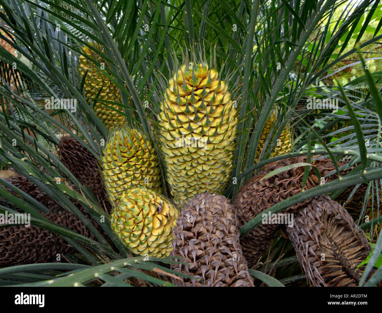 Macrozamia communis Fotos und Bildmaterial in hoher Auflösung Alamy