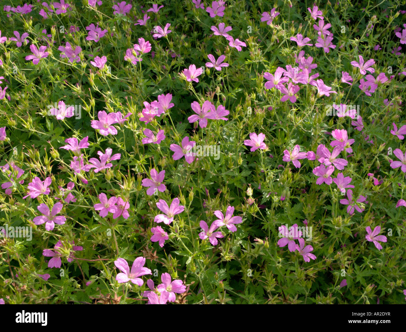 Endres (Geranium endressii cranesbill) Stockfoto