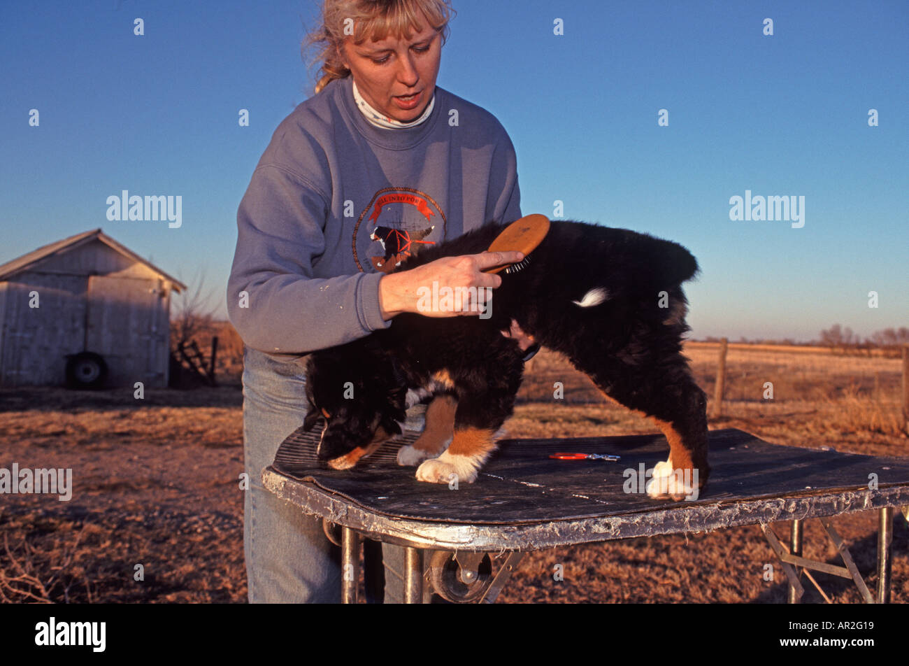 Junge weibliche Berner Sennenhund Welpe wird gebürstet und gepflegt durch Trainer/Eigentümer. Stockfoto