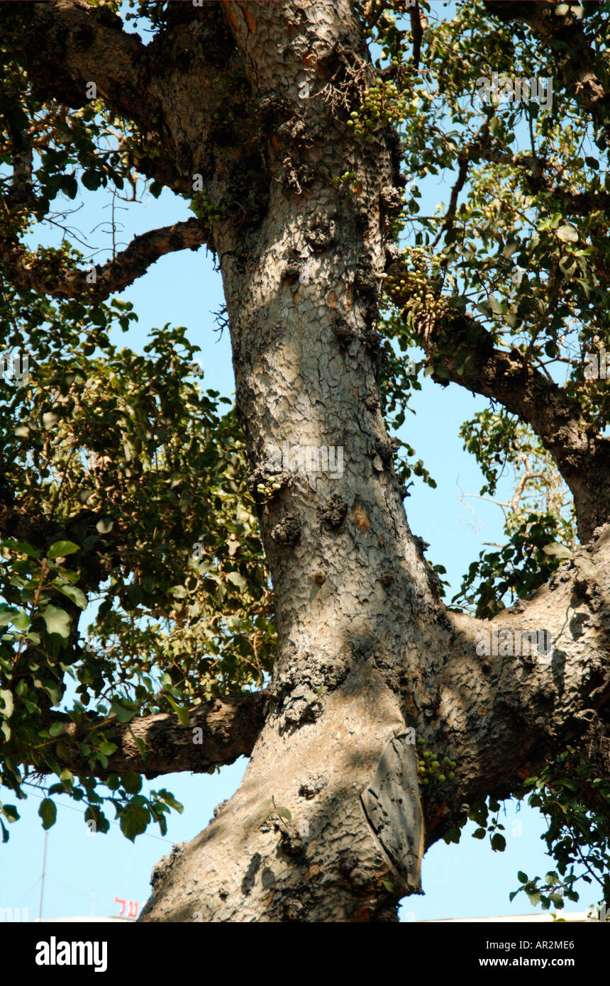 Bergahorn Feigen Ficus damarensis Stockfoto