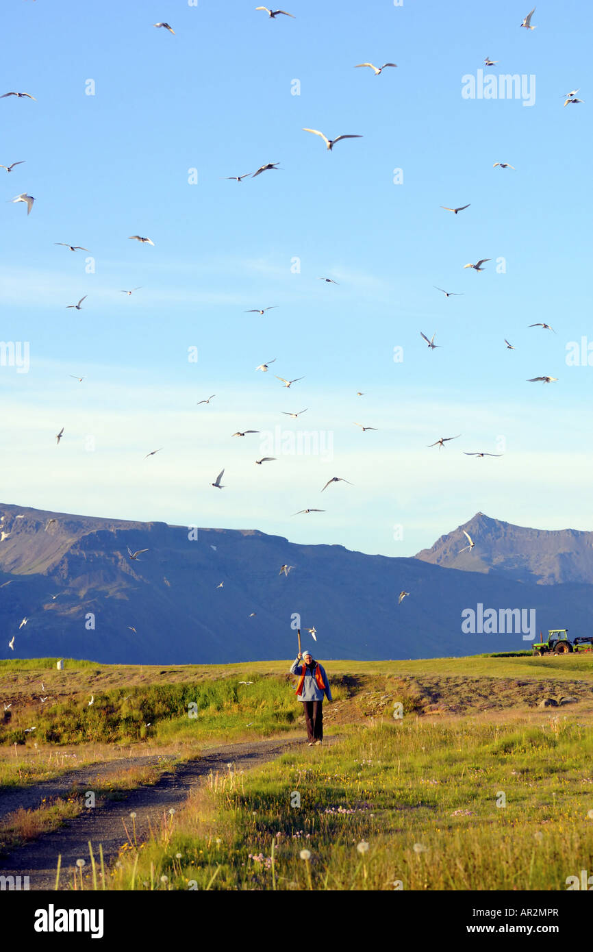 Seeschwalben (Sterninae), Seeschwalben, Walker, Island, Snaefellsness angreifen Stockfoto