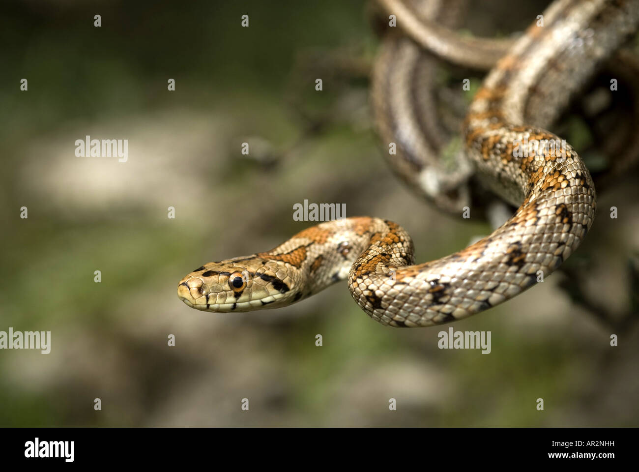 Schlangen Der Dodekanes Inseln Stockfotos Und Bilder Kaufen Alamy
