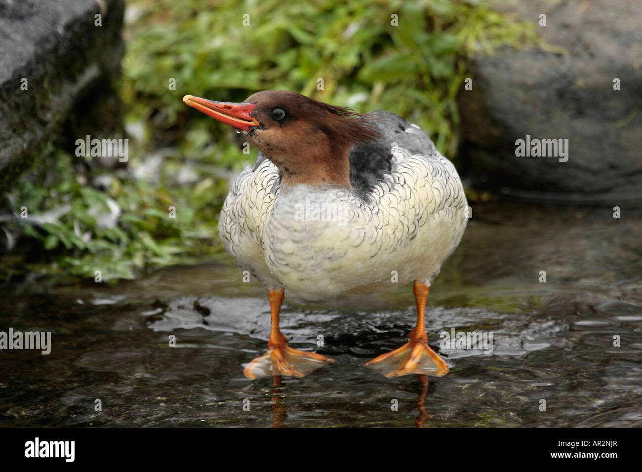 Chinesische Merganser oder Schuppige Merganser (Mergus squamatus) stehen im Winter im Flachwasser. Stockfoto