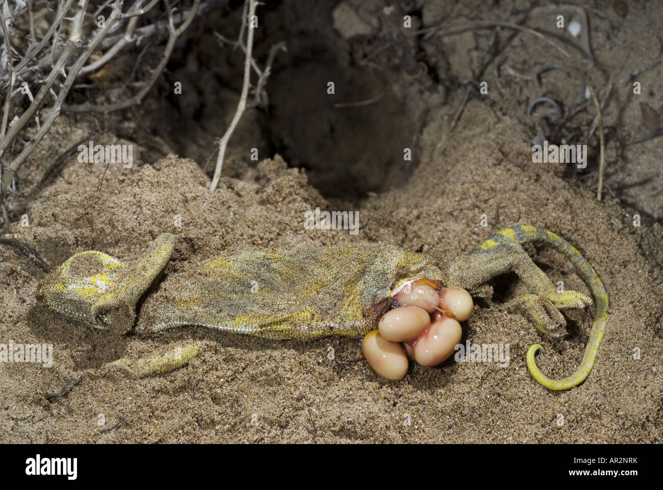 Afrikanische Chamäleon (Chamaeleo Africanus), Eiern nach der Operation einer tot und schwangere Frau, Griechenland, Peloponnes, Messinien Stockfoto