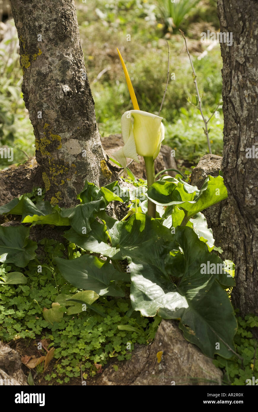 Kretische Arum (Arum Creticum), blühen, Griechenland, Krpathos Stockfoto