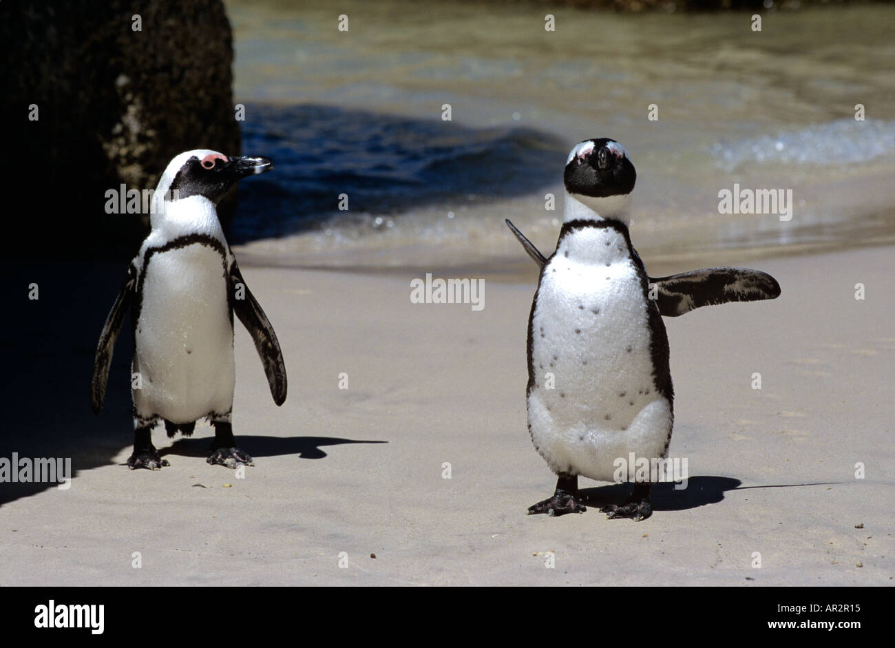 Zwei afrikanische (Jackass) Pinguine sagen am Boulders Beach, Simons Town, False Bay, in der Nähe von Cape Town, Südafrika 'Hallo'. Stockfoto