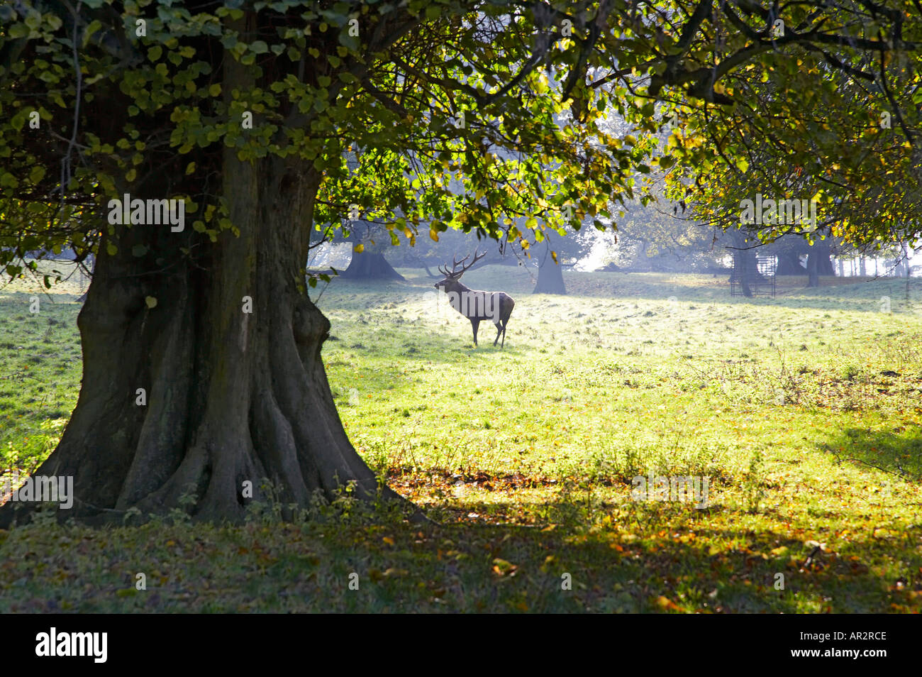 Hirsch im Trott Studley Royal Deer Park Fountains Abbey Ripon North Yorkshire England Stockfoto
