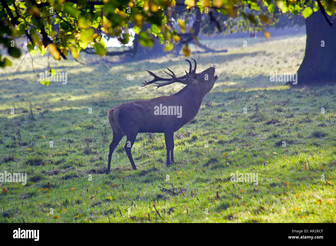 Hirsch im Trott Studley Royal Deer Park Fountains Abbey Ripon North Yorkshire England Stockfoto