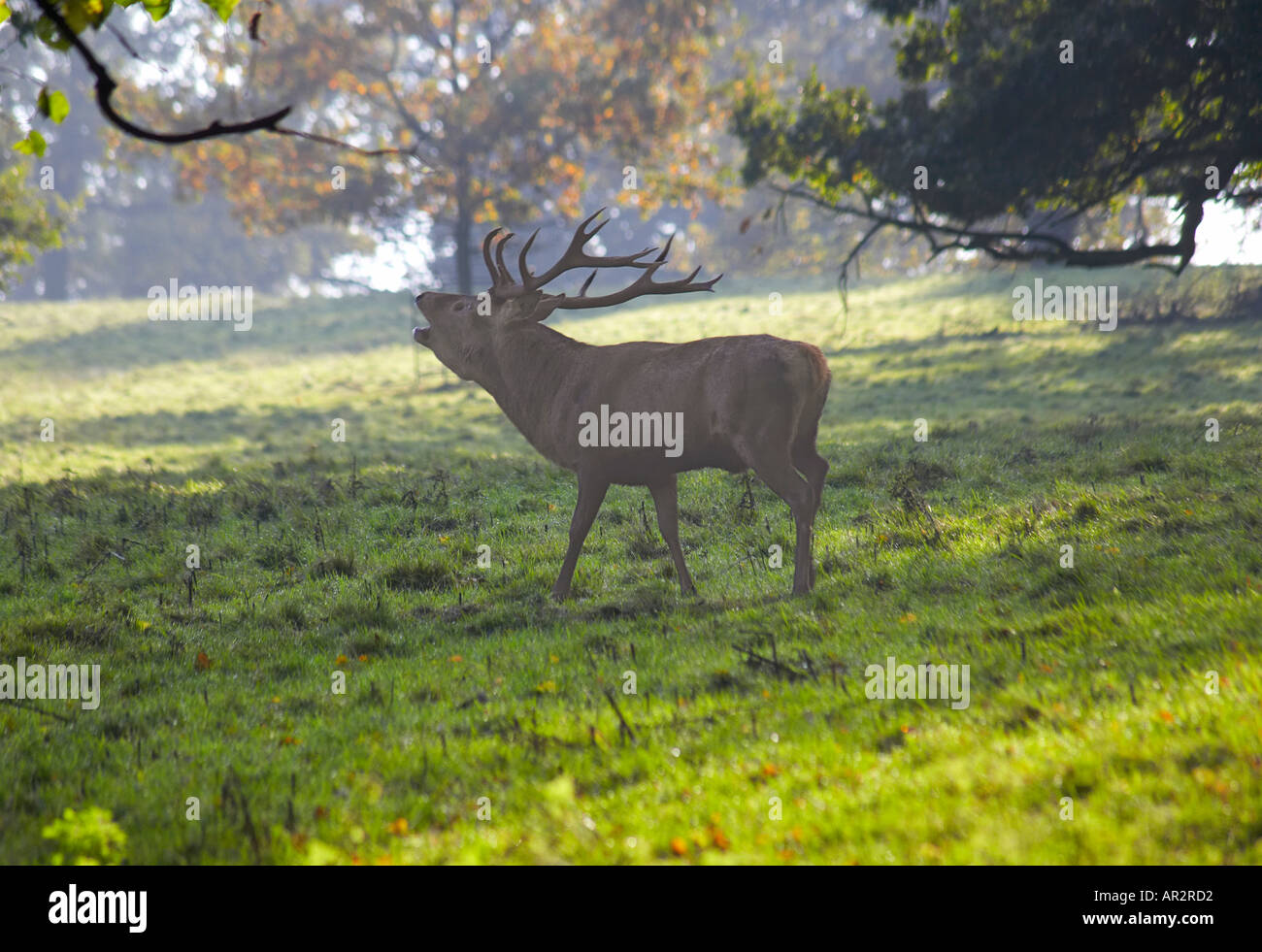 Hirsch im Trott Studley Royal Deer Park Fountains Abbey Ripon North Yorkshire England Stockfoto