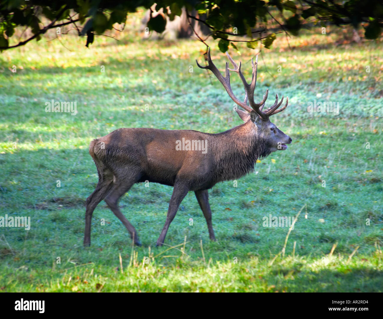 Hirsch im Trott Studley Royal Deer Park Fountains Abbey Ripon North Yorkshire England Stockfoto