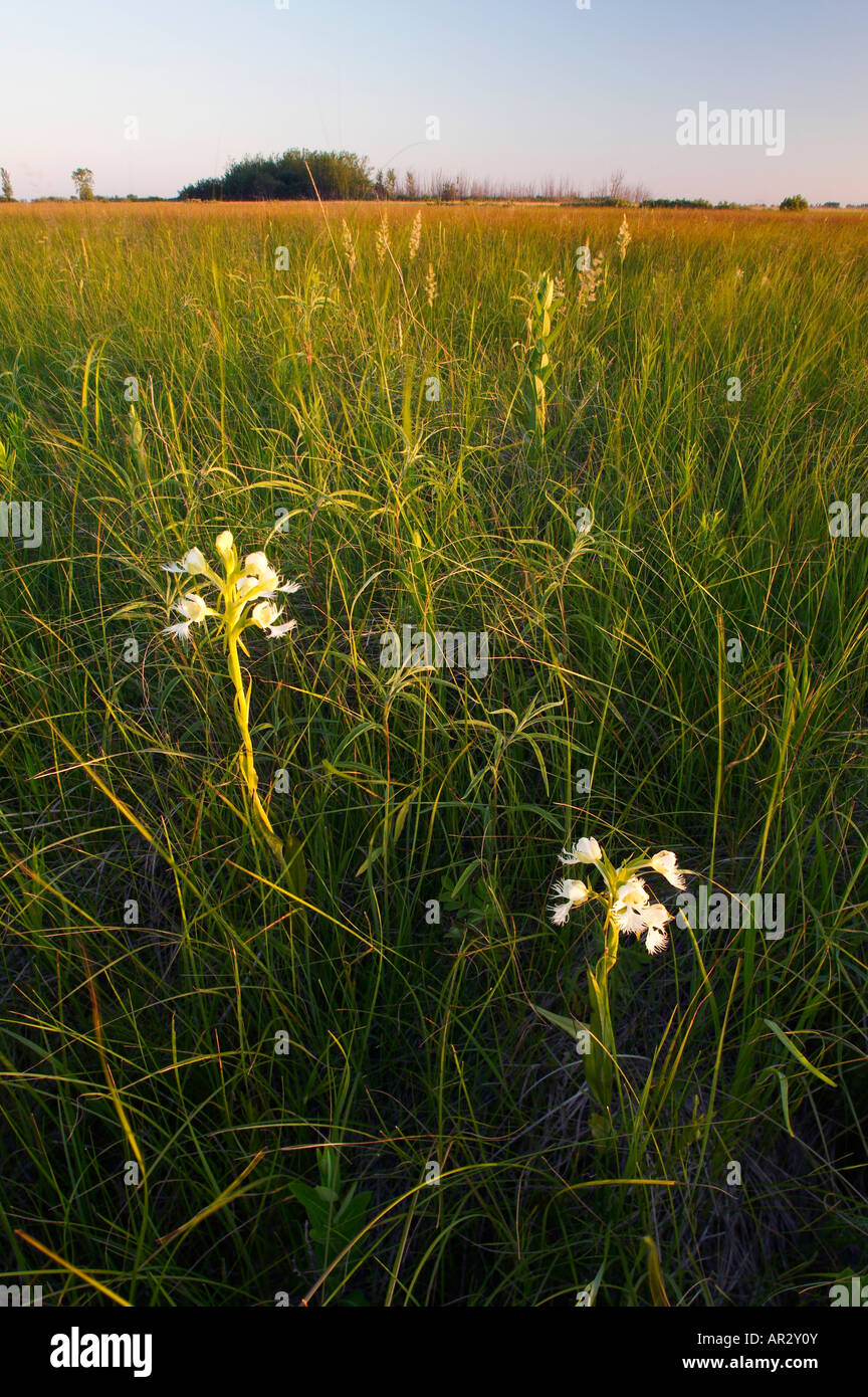 westlichen Prärie Fransen Orchidee (Platanthera Praeclara), The Nature Conservancy bewahren, Minnesota USA Stockfoto