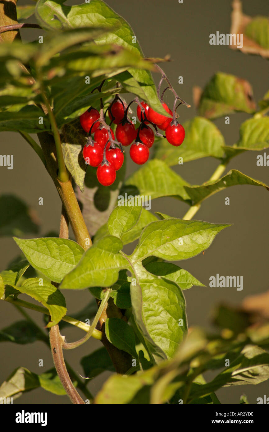 Pflanze mit roten beeren -Fotos und -Bildmaterial in hoher Auflsung  Alamy